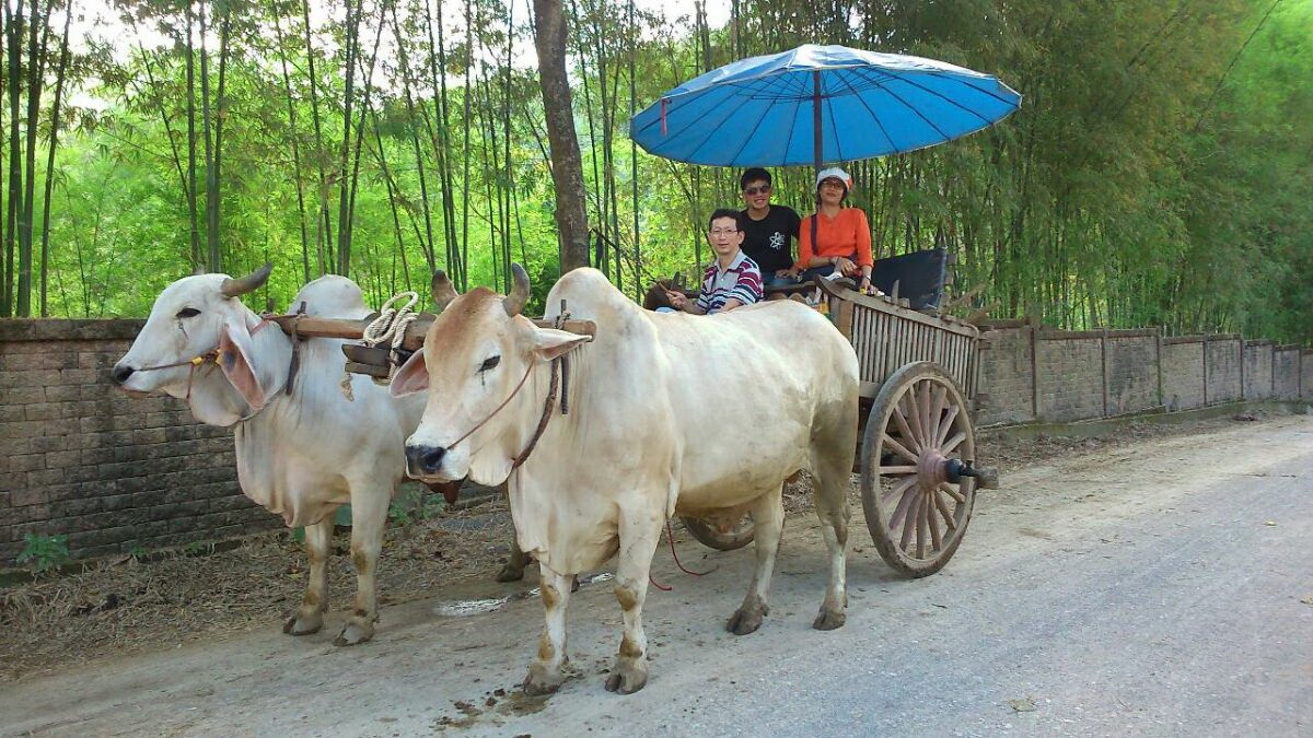 oxcart